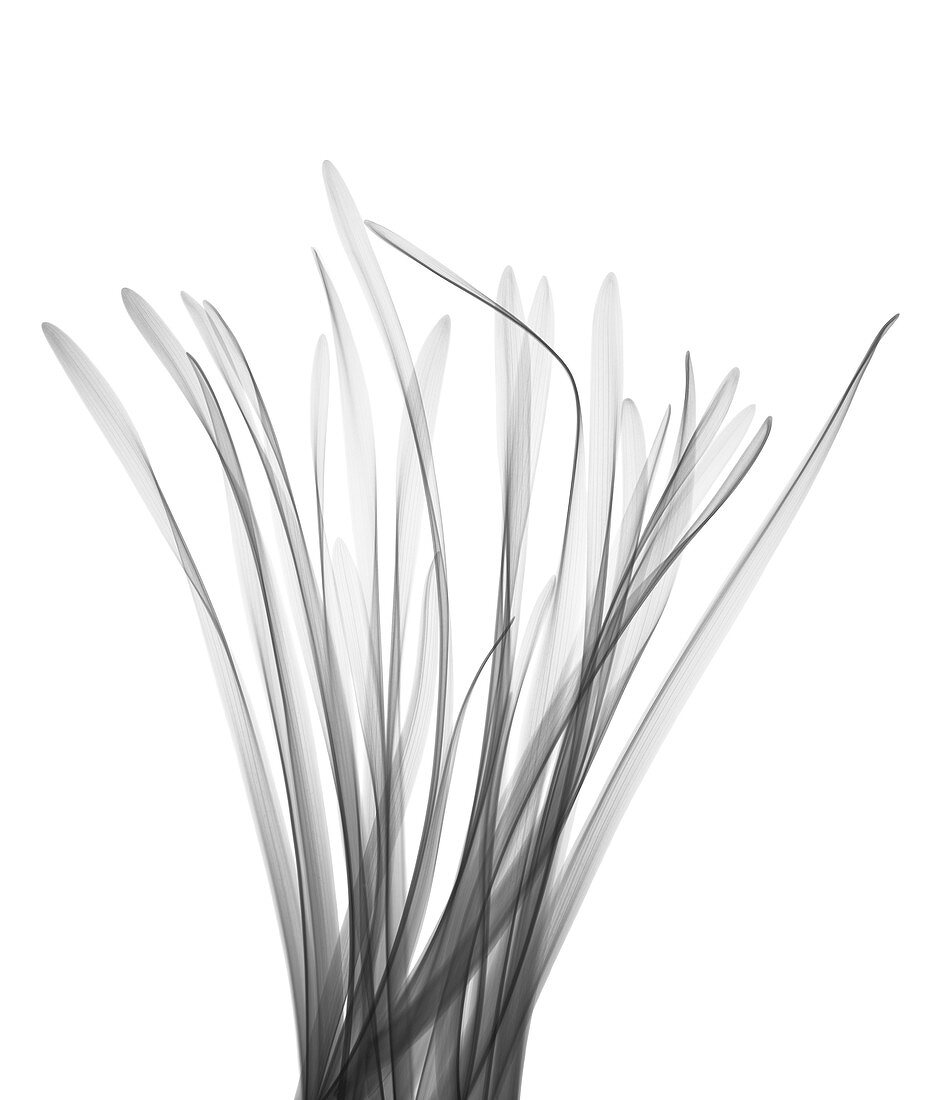 Lemongrass (Cymbopogon sp.), X-ray