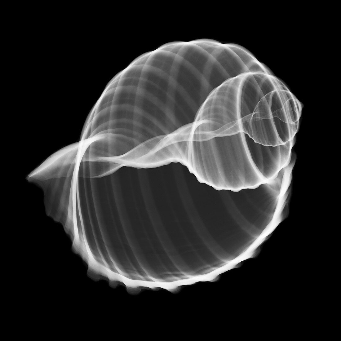 Conch seashell, X-ray