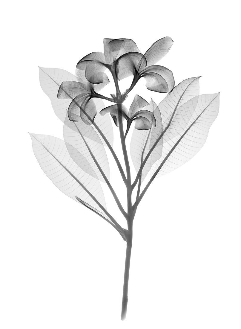 Frangipani (Plumeria sp.), X-ray