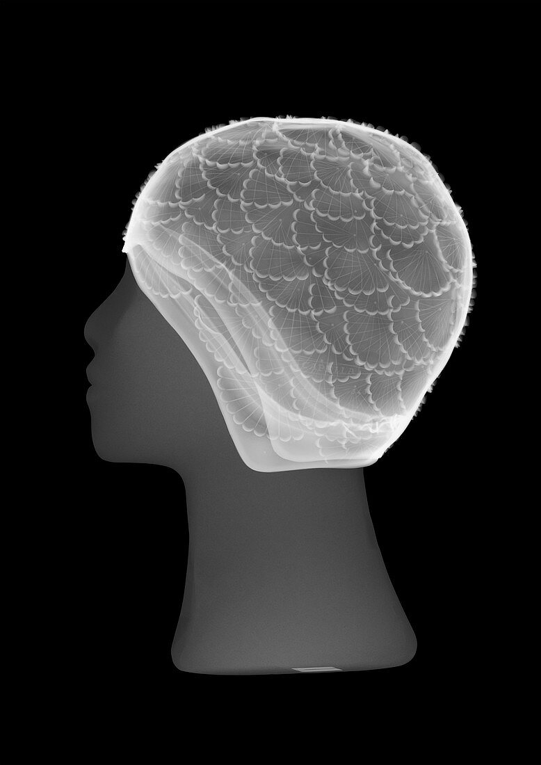Shower cap on a mannequin head, X-ray