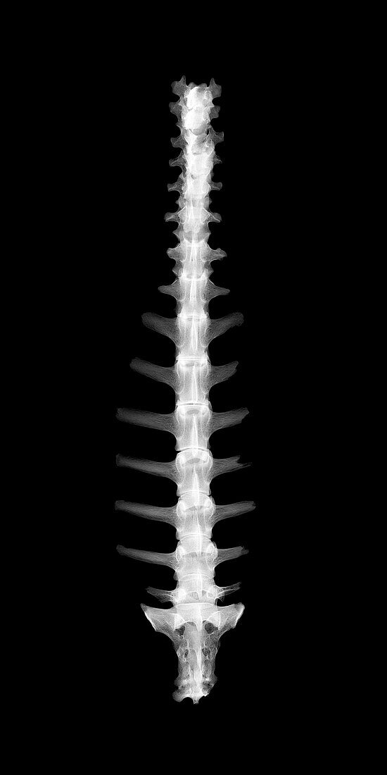 Sheep spine, X-ray