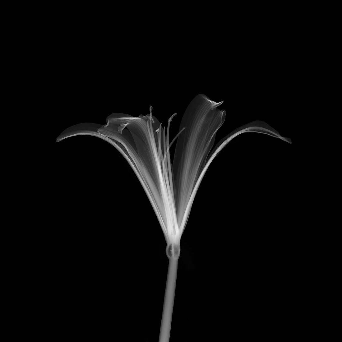 Nerine flower, X-ray