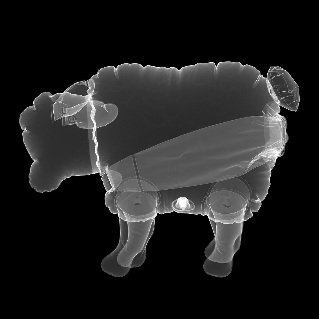 Inflatable sheep, X-ray
