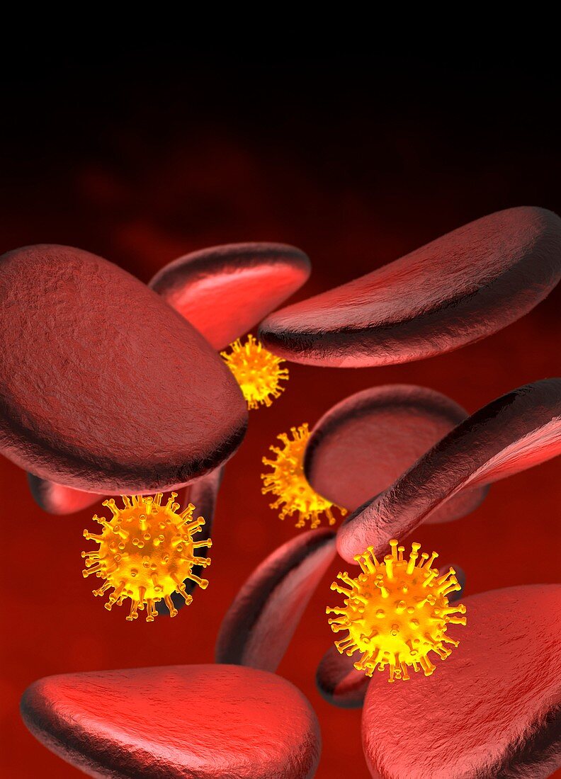 Coronavirus infection, conceptual illustration