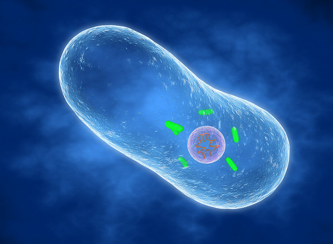 Coxiella burnetii bacterium, illustration