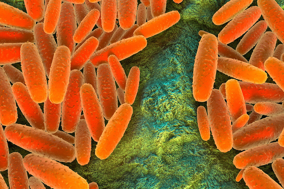 Pasteurella multocida bacteria, illustration