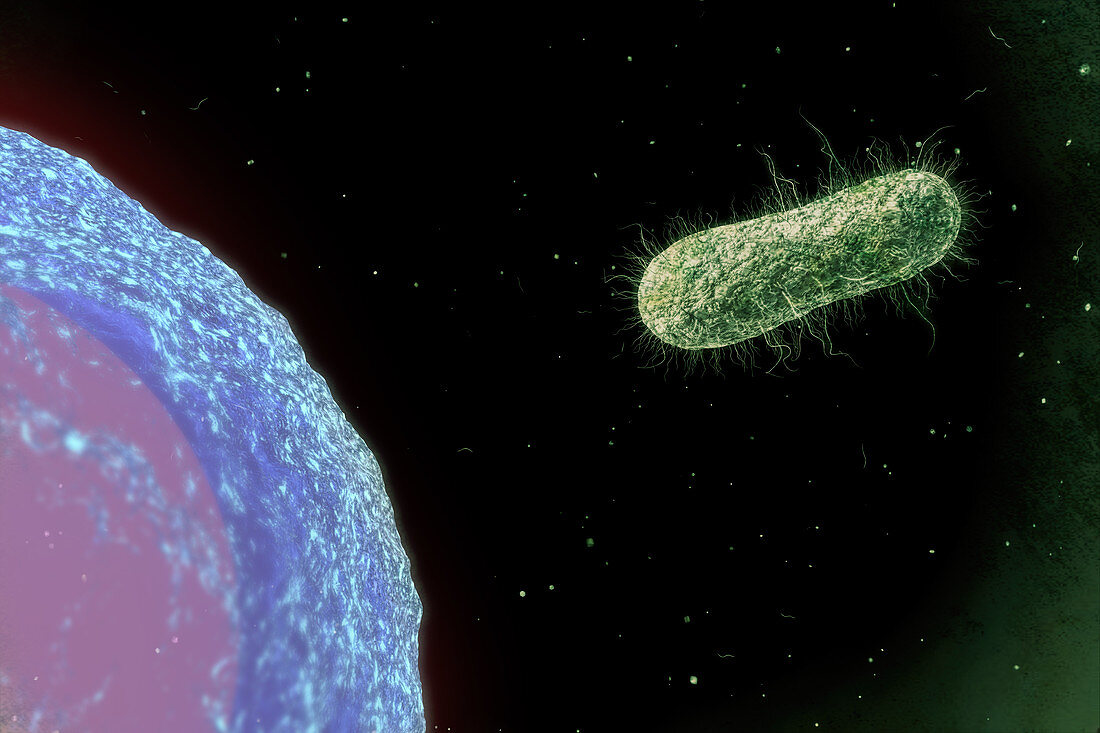 Salmonella bacterium and cell, illustration