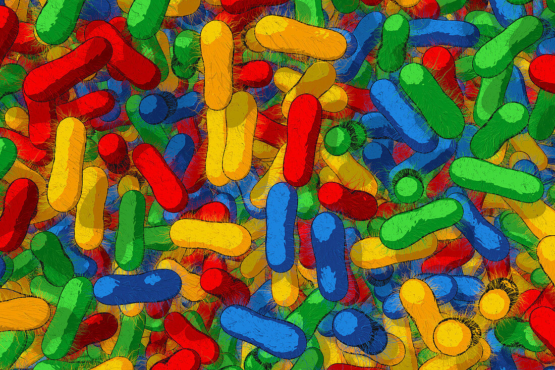 Salmonella bacteria, illustration