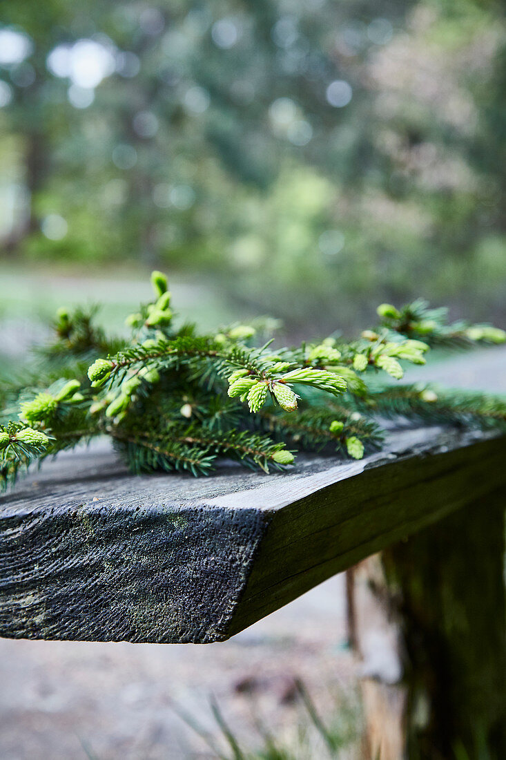 Spruce twigs with fresh buds on a rustic wooden table outside
