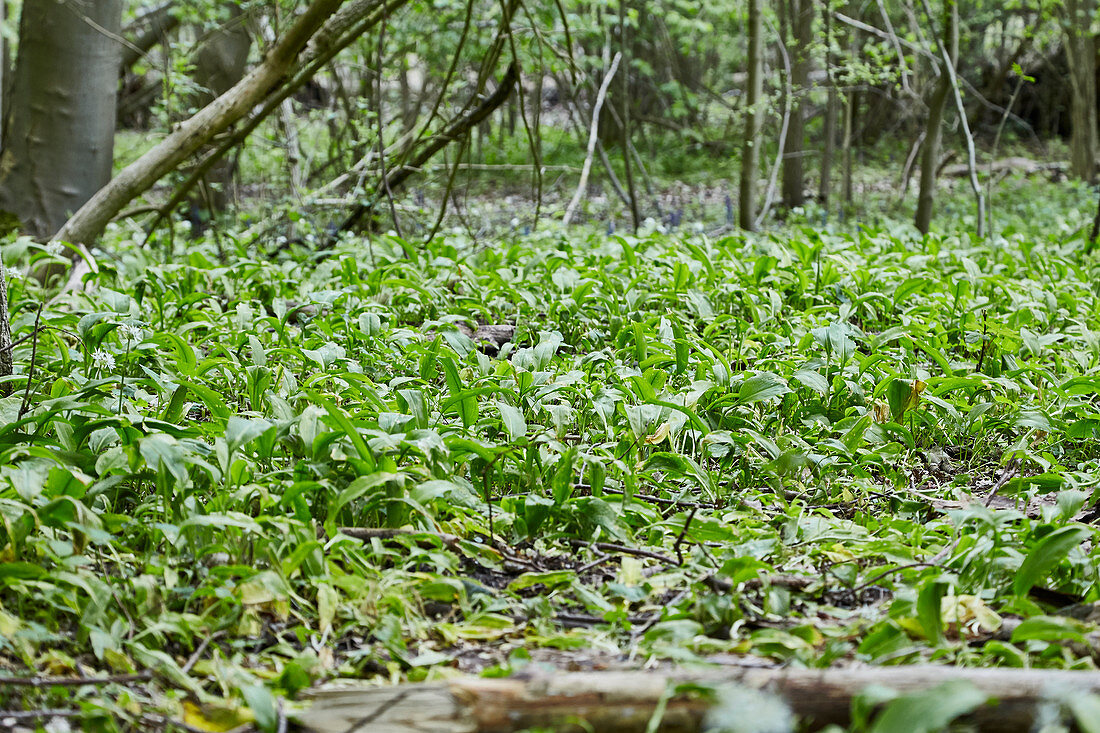 Wild garlic in a forest clearing