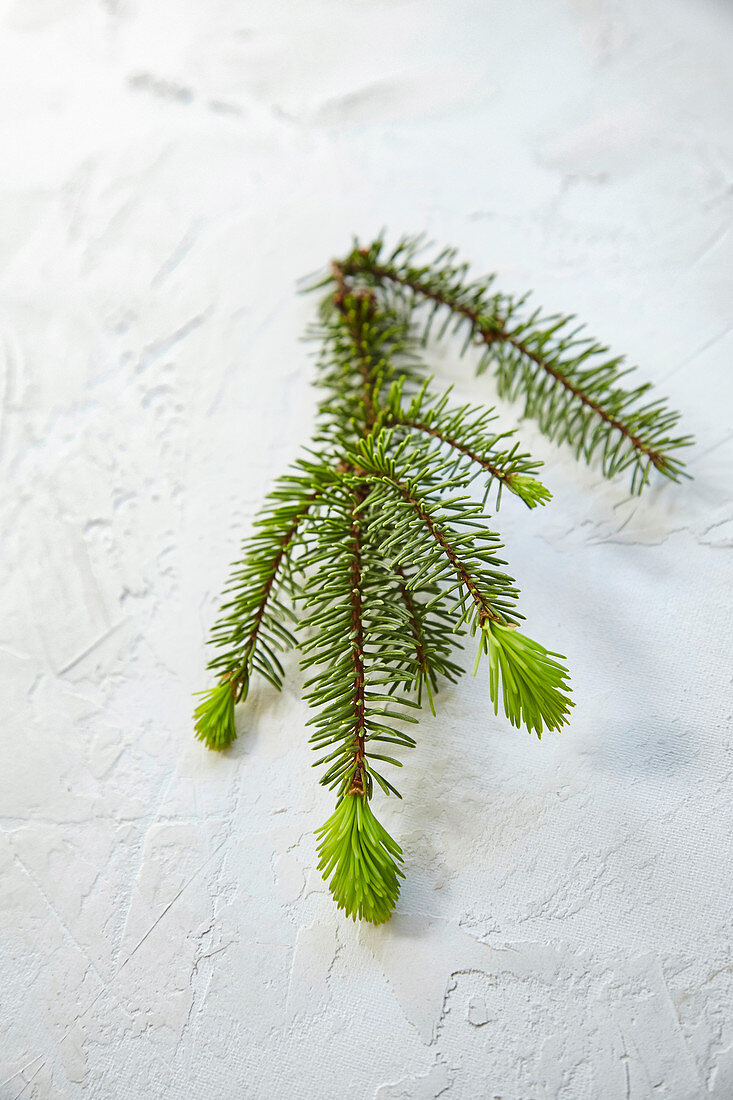 A spruce twig with young needles