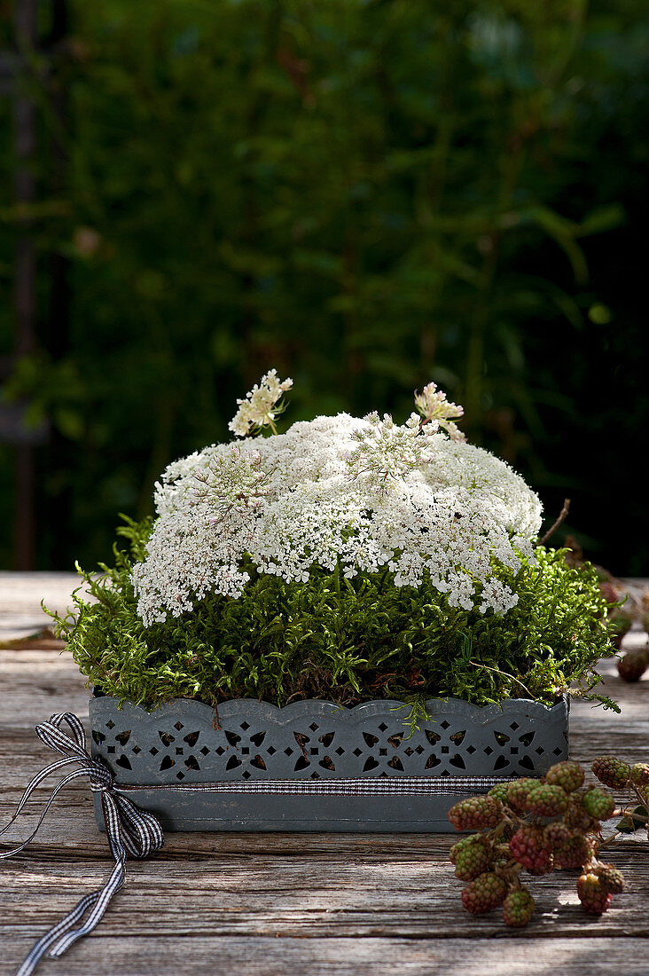 Arrangement of Queen Anne's lace in moss