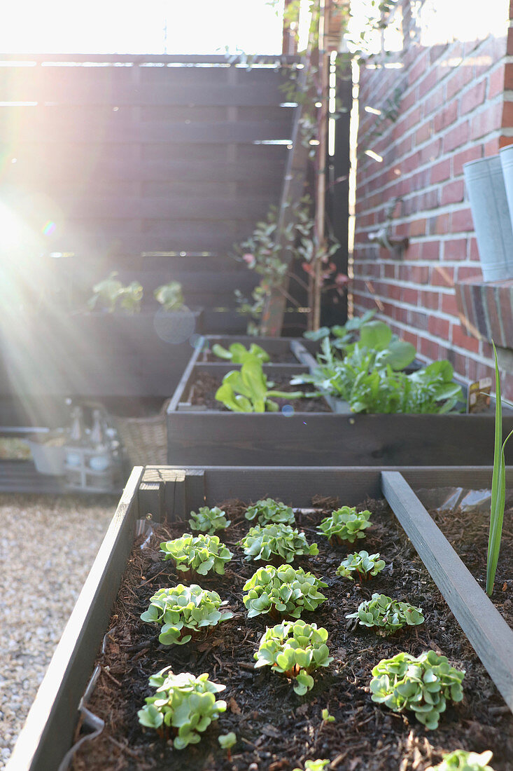 Lettuces in raised beds against outside wall of house