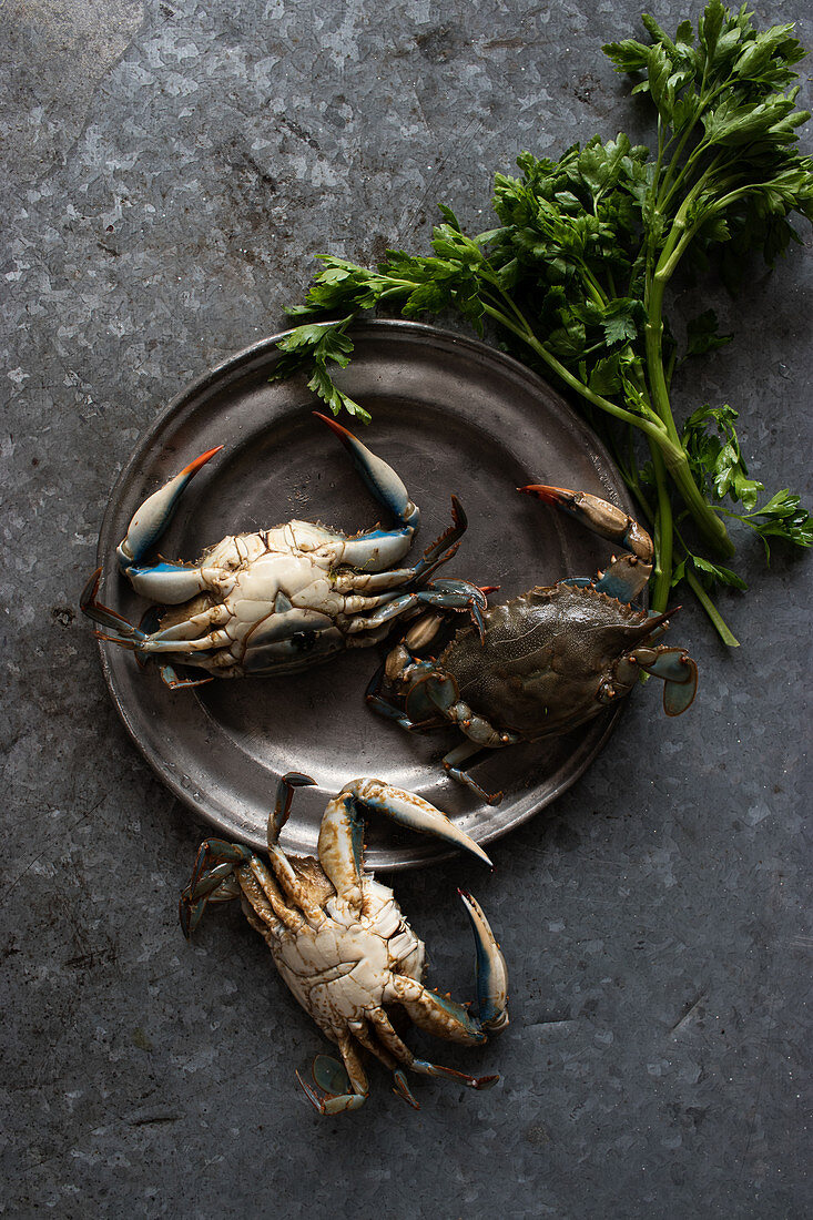 Crabs on a metal plate near fresh green parsley on dark background