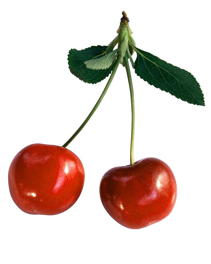 A pair of cherries with leaves (sweet cherries)
