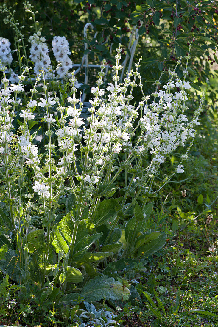 White clary sage 'Alba' in the bed
