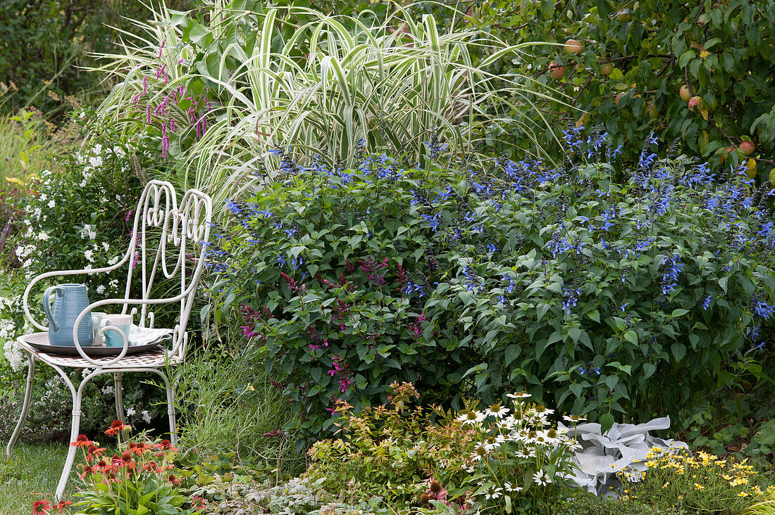 Late summer bed with sage hybrids Rockin 'True Blue' 'Fuchsia', stilted reed 'Variegata', Echinacea 'Coco' 'Orange', ragwort 'Angel Wings', Abelie 'Kaleidoscope', white bench with tray, jug and cups