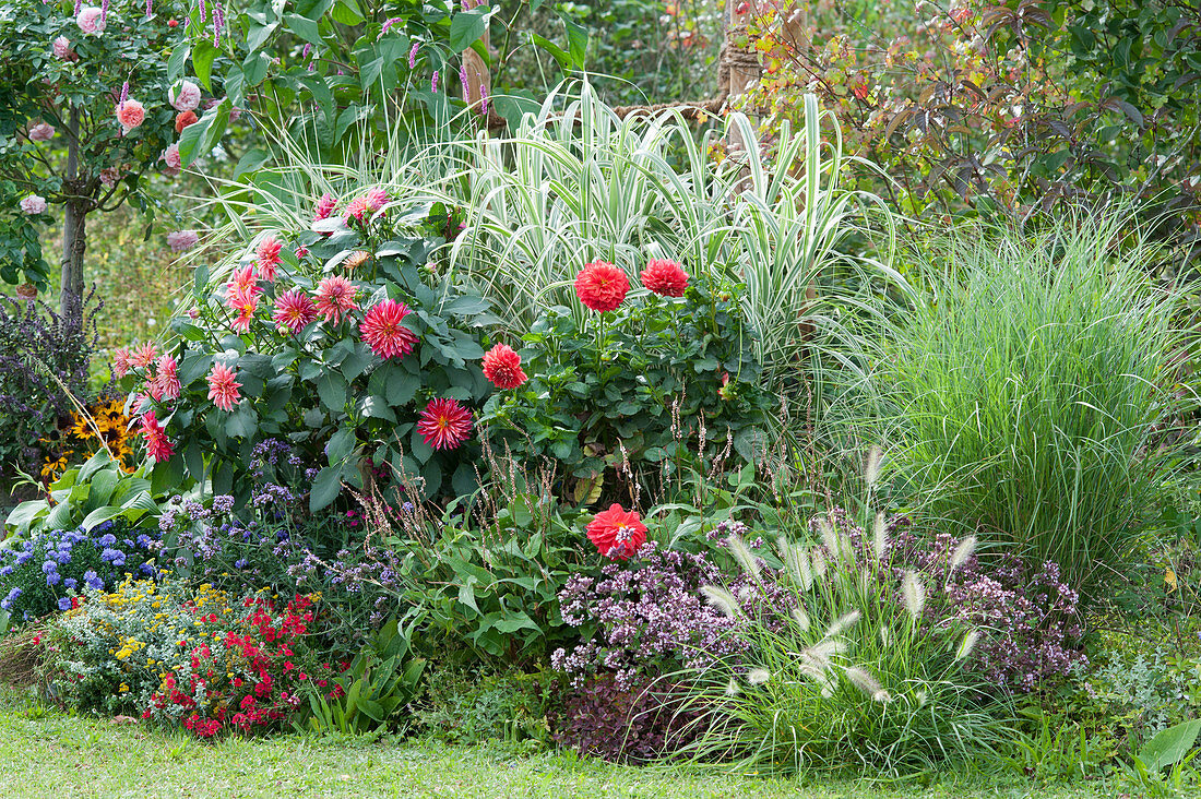 Bed with dahlias, stilted reed 'Variegata', Chinese reed, dost, feather bristle grass, verbena, pillow aster, stem rose and knotweed