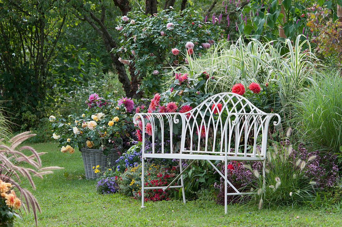 Bench on the bed with dahlias, stake reed 'Variegata', roses, Chinese reeds, dost, feather bristle grass, verbena, pillow aster and knotweed, rose in a basket