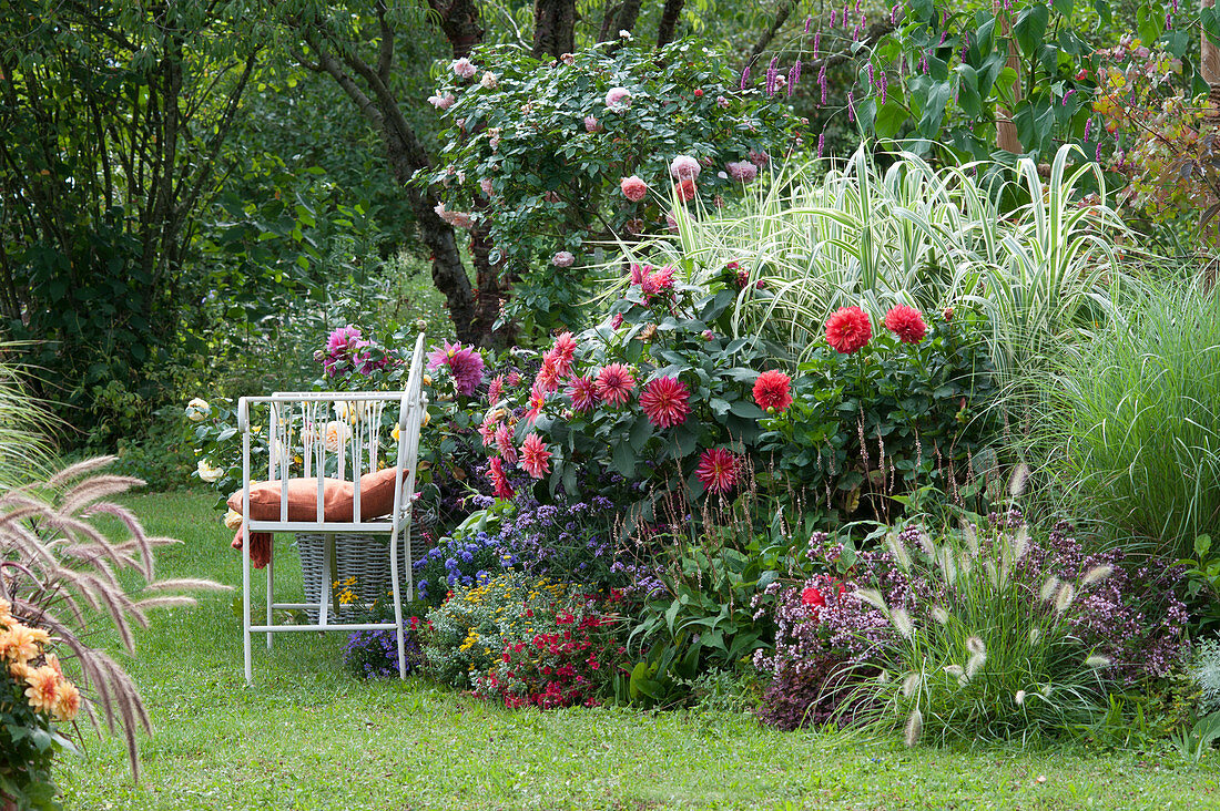 Bench on the bed with dahlias, stilted reed 'Variegata', roses, Chinese reeds, dost, feather bristle grass, verbena, pillow aster and knotweed