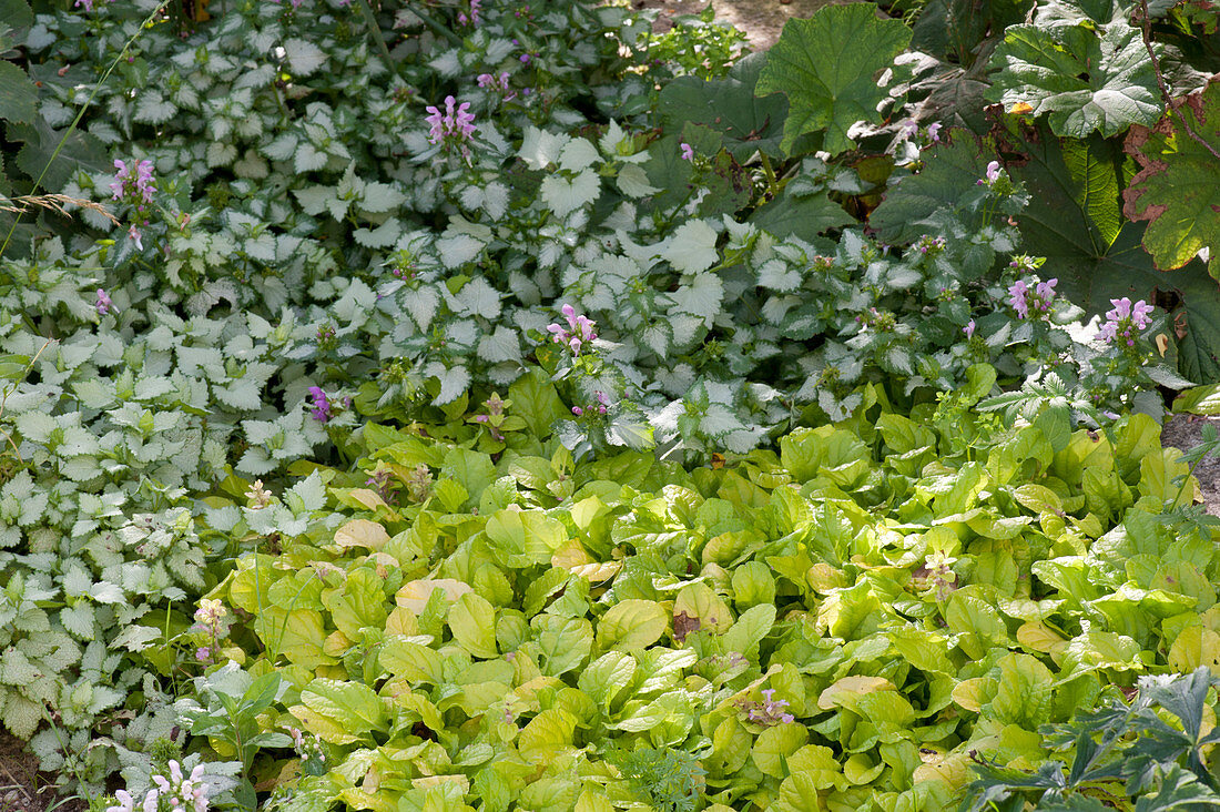Günsel 'Gold Chang' and dead nettle 'Pink Chablis' as ground cover