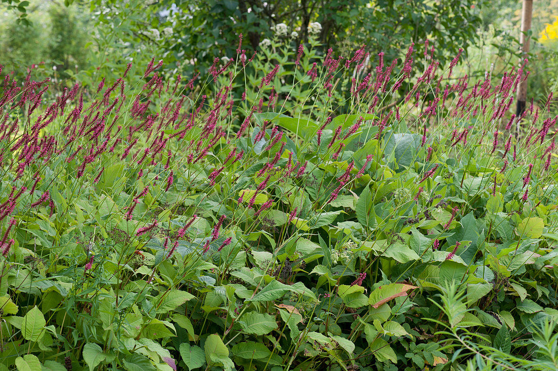 Candle knotweed 'Atropurpureum'