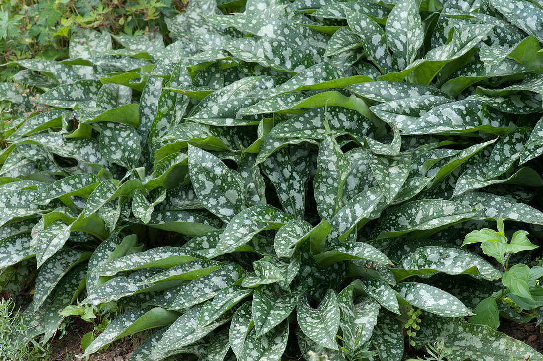 Lungwort 'Trevi Fountain'