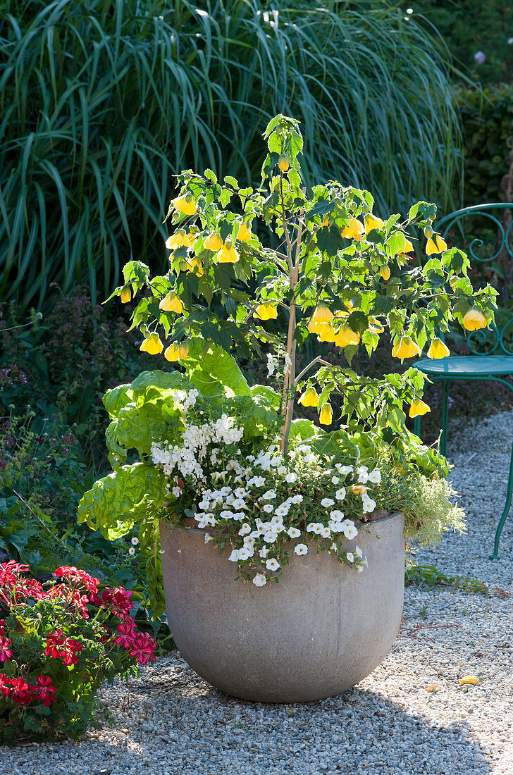 Yellow flowering beautiful mallow, magic bells Unique 'White', Swiss chard, angel face angel face 'Carrara' and aroma stone rich