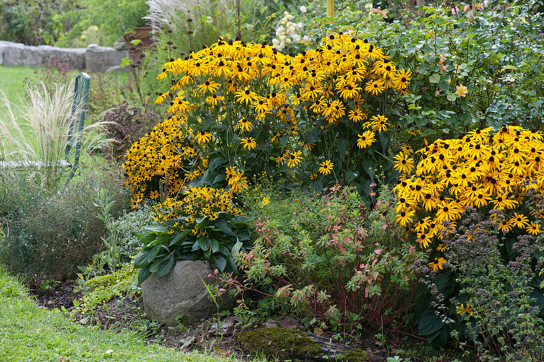 Yellow Rudbeckia 'Goldsturm' 'Little Goldstar', milkweed and hair grass, natural stone