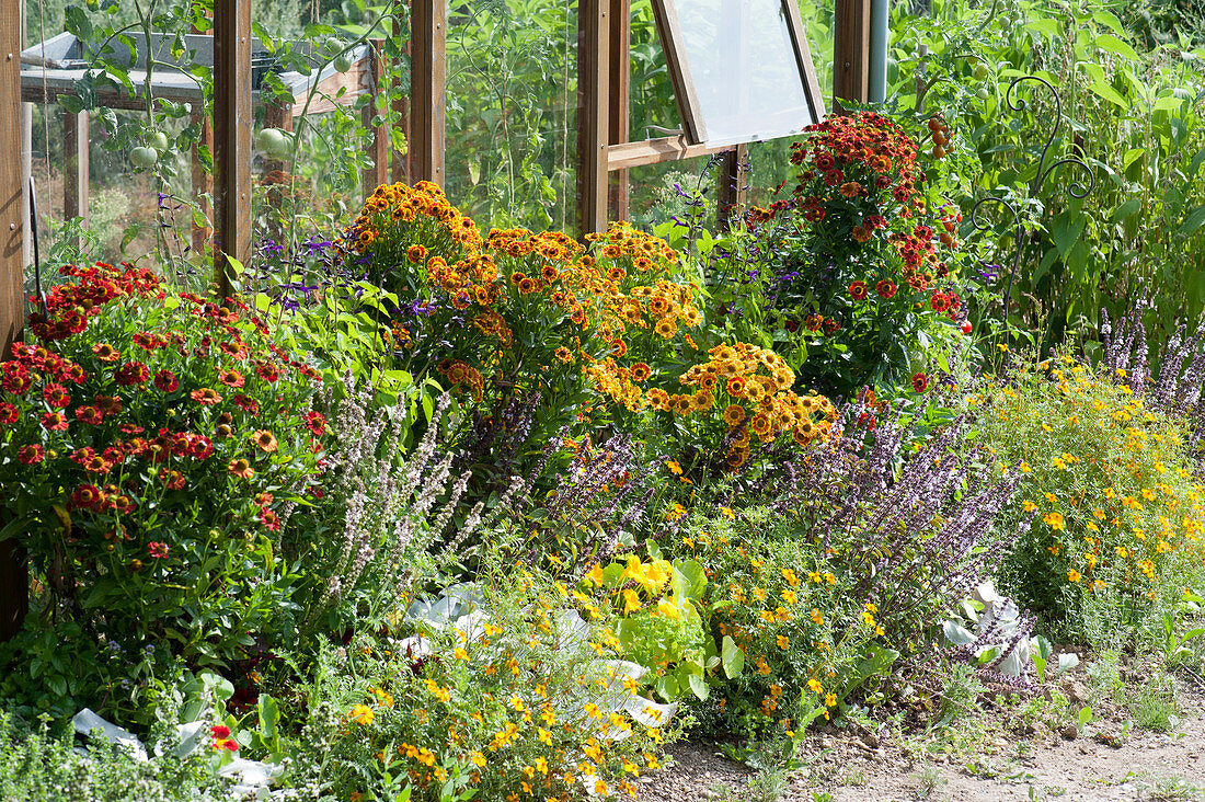 Spätsommerbeet mit Sonnenbraut 'Rubinzwerg' 'Rotgold' 'Waltraut', Strauchbasilikum, Gewürztagetes, Kreuzkraut 'Angel Wings' und Salbei-Hybride 'True Blue'