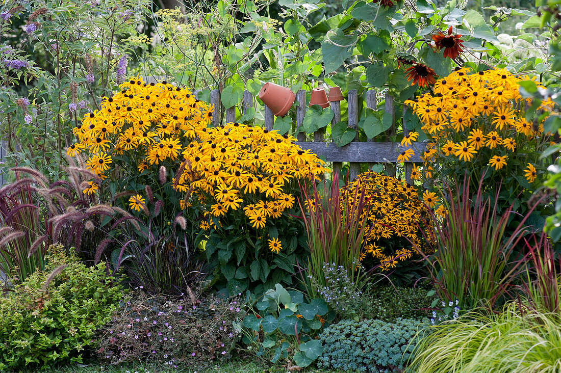 Yellow Rudbeckia 'Goldsturm' 'Little Goldstar' with red feather bristle grass, red grass 'Red Baron', buddleia, spiced fennel, sunflowers, abelia, cranesbill and gold sedge 'Bowles Golden' on the fence