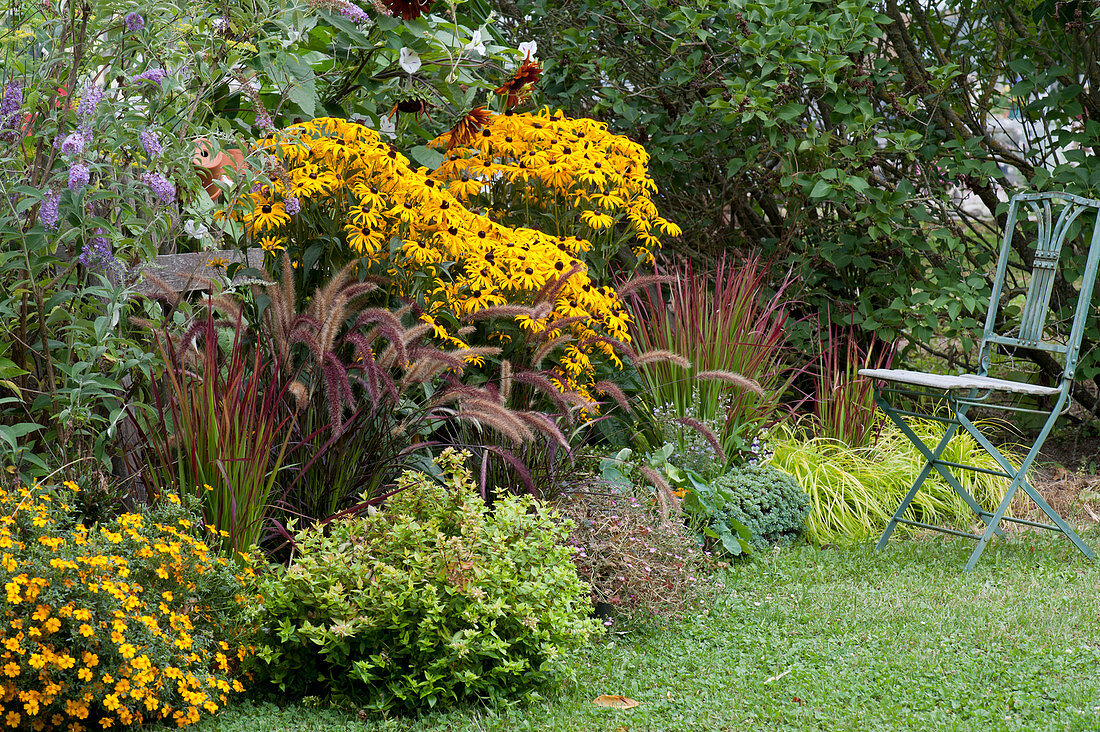 Yellow Rudbeckia 'Goldsturm' 'Little Goldstar' with red feather bristle grass, red grass 'Red Baron', Buddleia, Spiced Tagetes, Abelie and Gold Sedge 'Bowles Golden' on the fence