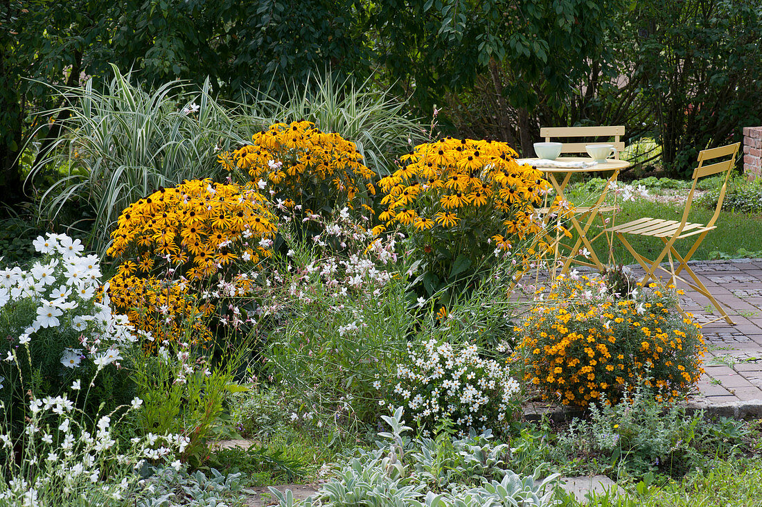 Perennial bed with Rudbeckia 'Goldsturm' 'Little Goldstar', garden cosmos, Lindheimer's beeblossom 'Karalee White' 'Snowbird', bidens bee 'White', spiced tagetes and stake 'Variegata'