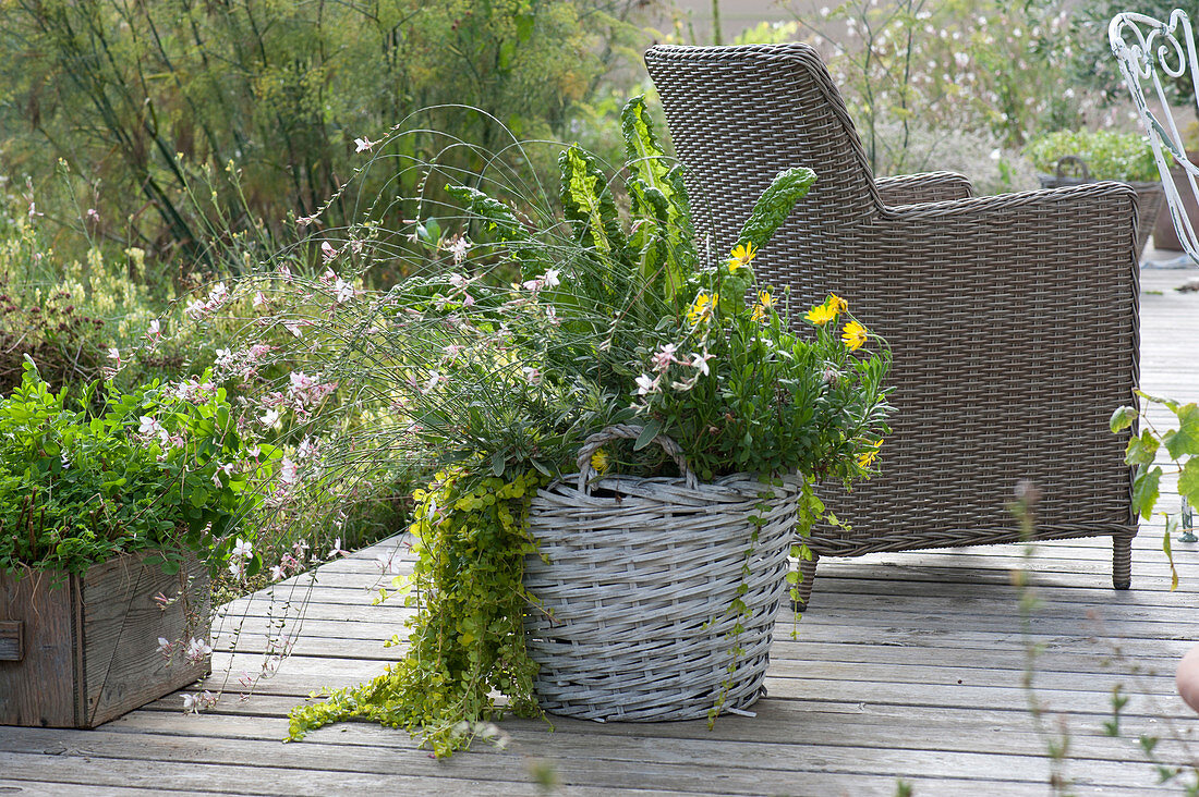 Basket planted with Cape daisy Summersmile 'Yellow', Lindheimer's beeblossom 'Karalee White', pennywort and chard
