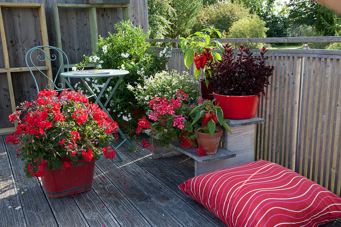 Standing geranium 'Sarita Dark Red' in a red wooden bucket, point flower Hippo 'Red', paprika, hanging geranium, bidens bee 'White' and jasmine-blossomed nightshade, small seating area and cushions