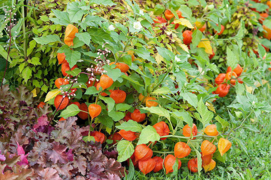 Chinese lantern and purple bells