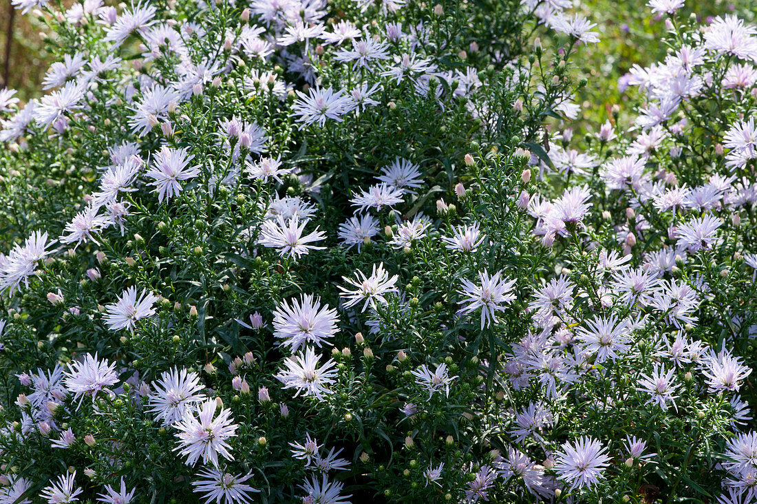 Aster novi 'Rosenquarz''