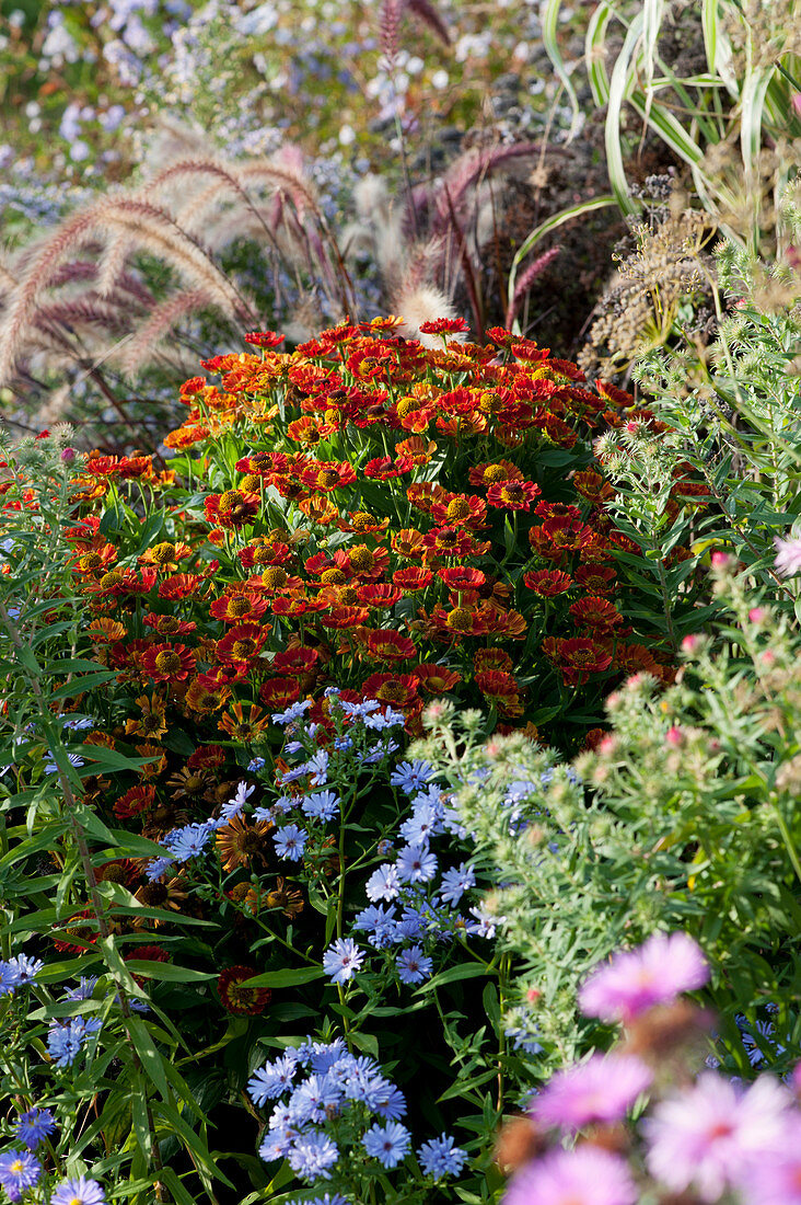 Sonnenbraut 'Moerheim Beauty', Herbstaster und rotes Federborstengras