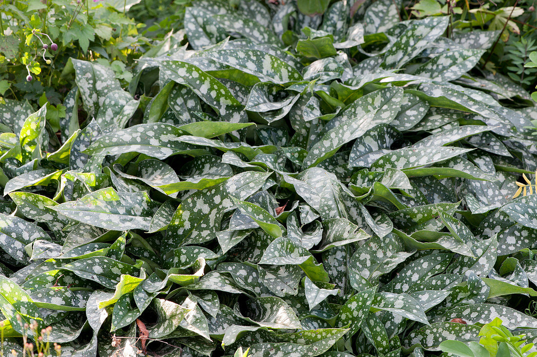 Lungwort 'Trevi Fountain'