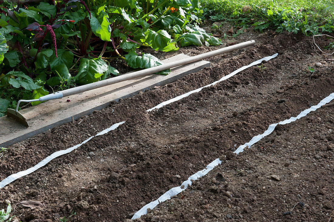 Sowing with a seed tape