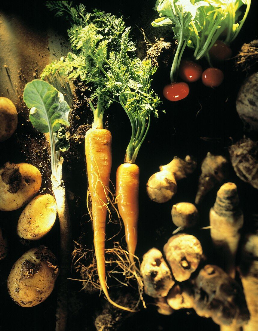 Karotten, Kartoffeln & Radieschen u.a. Wurzelgemüse auf Erde