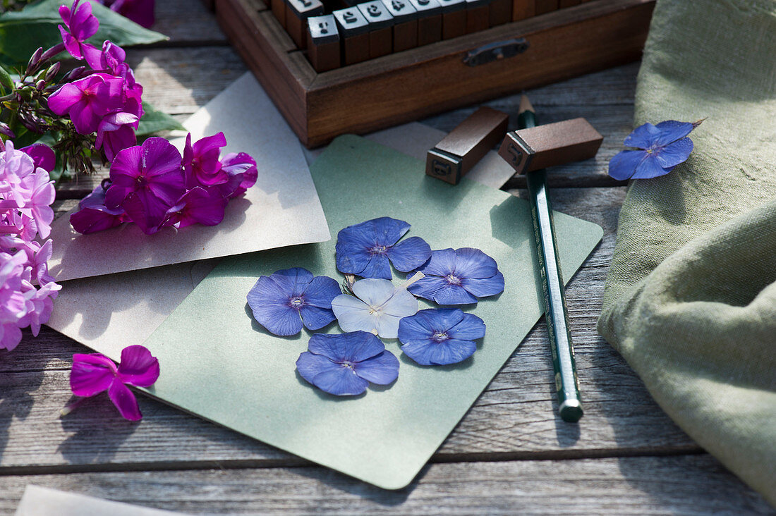 Design greeting card with dried and pressed flowers of phlox