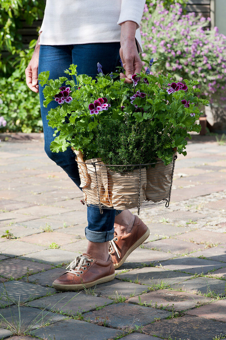 Woman carries wire basket with angel geranium Angeleyes 'Randy', thyme and mealy sage
