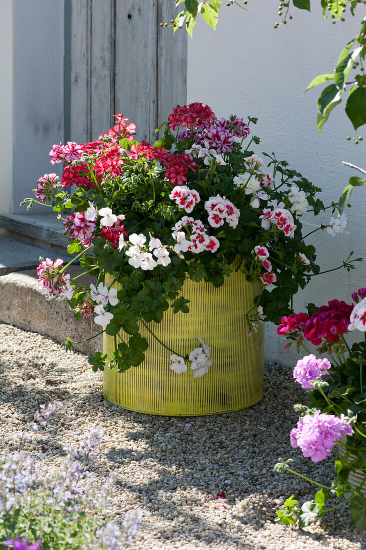 Bucket with geraniums 'Flower Fairy White Splash' 'Happy Face White' 'Red White Bicolor' and 'Happy Face® Dark Red Mex' on gravel terrace
