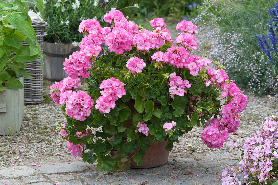 Standing geranium 'Rosita'