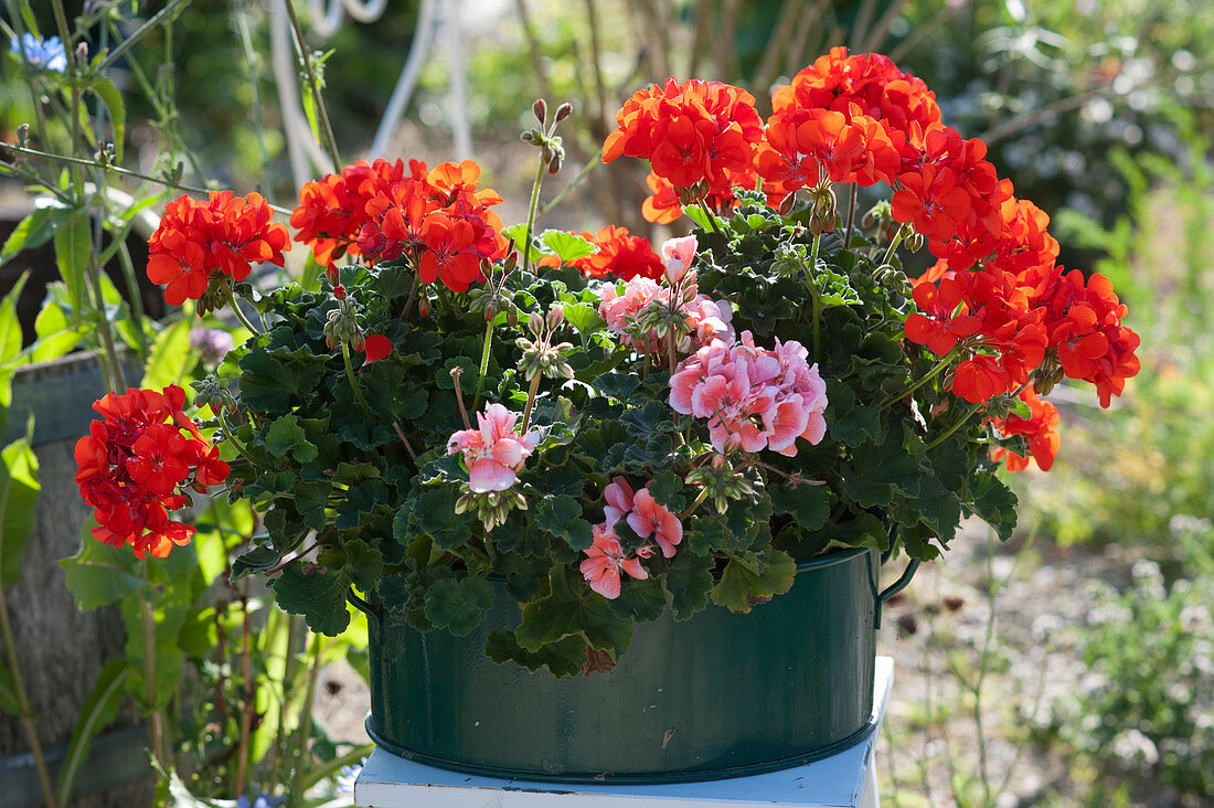 Standing geranium 'Sarita Fire' 'Classic Helena' in metal bowl