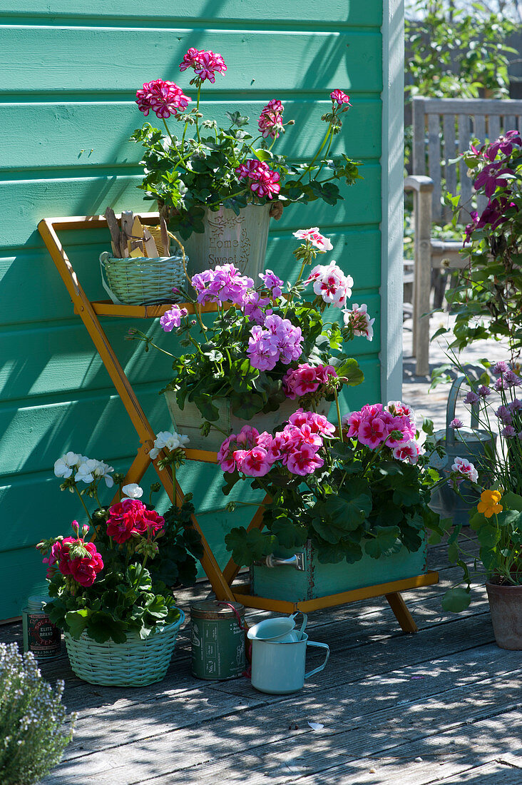 Geraniums 'Red White Bicolor' 'Amethyst' 'Flower Fairy White Splash' 'Calliope Rose Splash' 'Tango Neon Purple' 'Glacis' on flower stairs