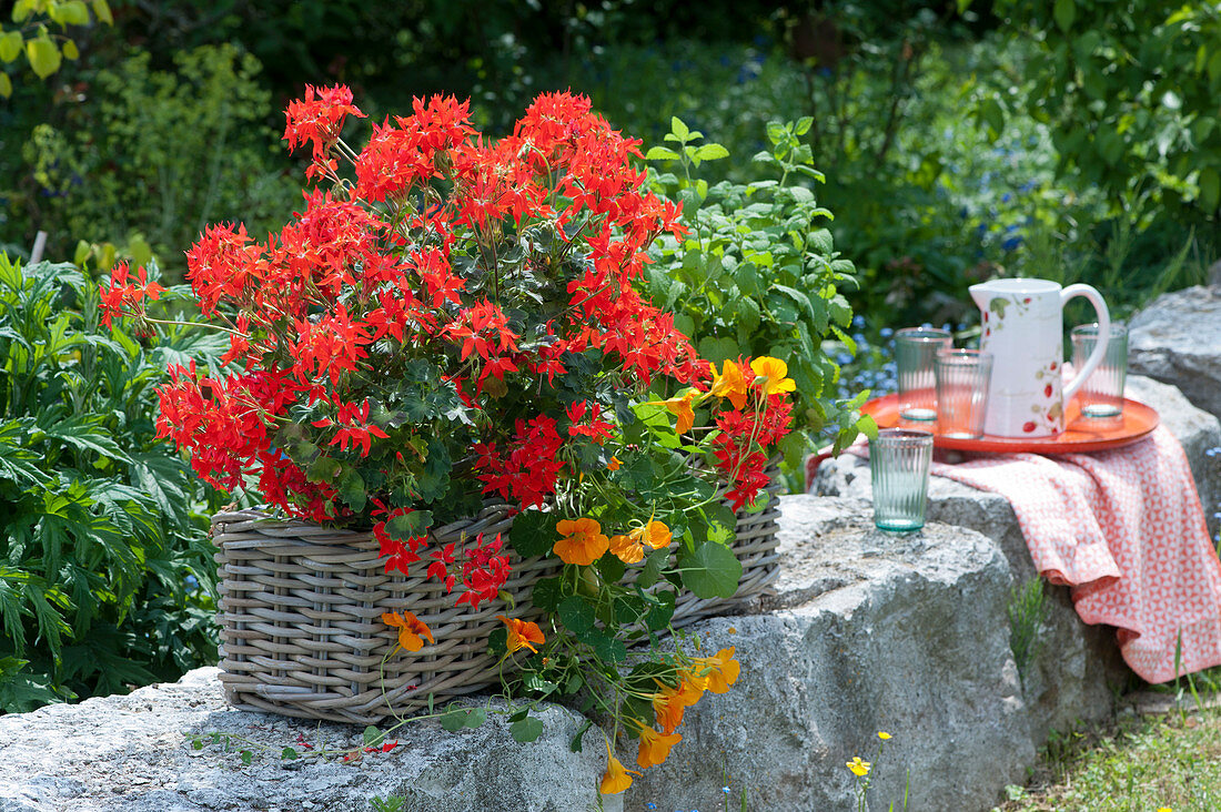Stellar geranium Summer Twist 'Red' with nasturtiums in a basket on a natural stone wall