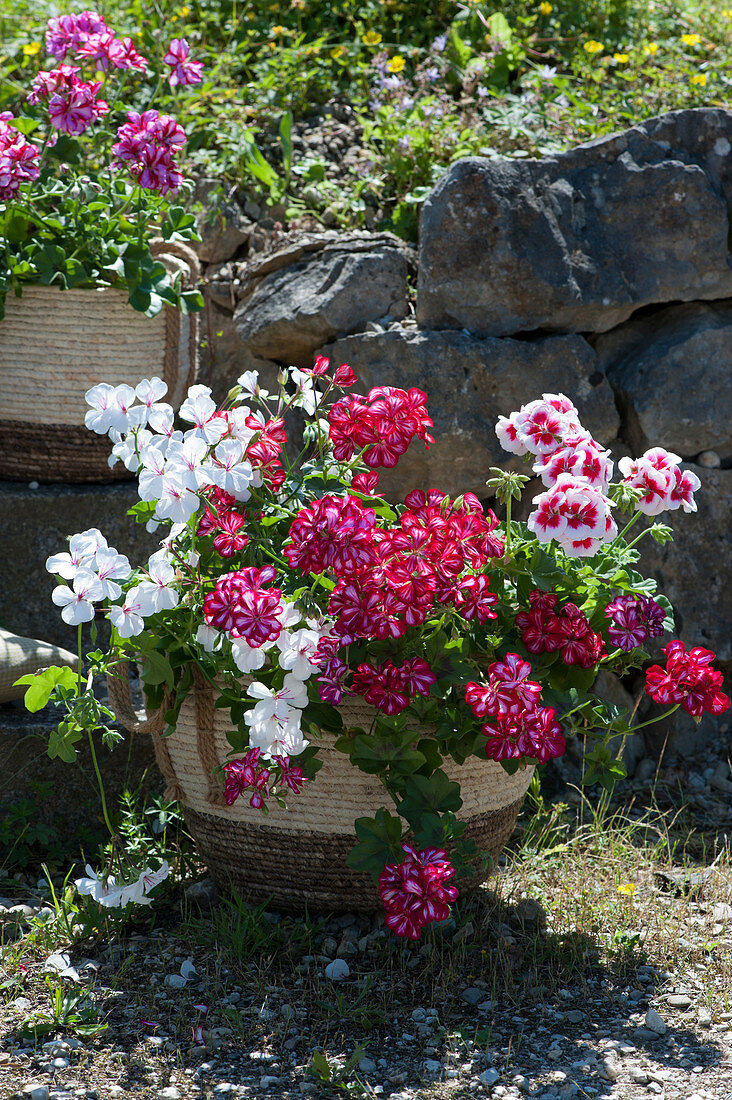 Geranien 'Happy Face White' 'Happy Face® Dark Red Mex' 'White Splash' im Flechtkorb vor Steinmauer