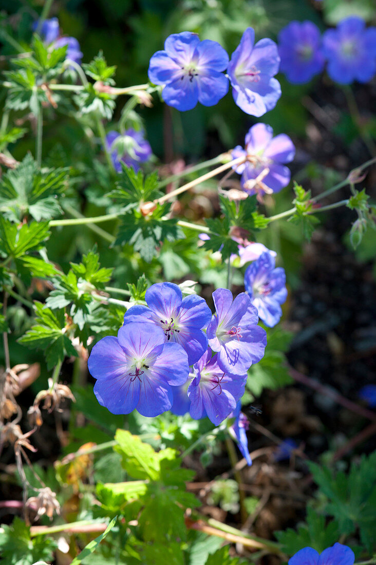 Blaue Blüten von Storchschnabel 'Rozanne'